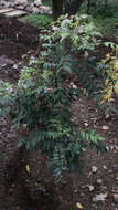 Image of curryleaftree