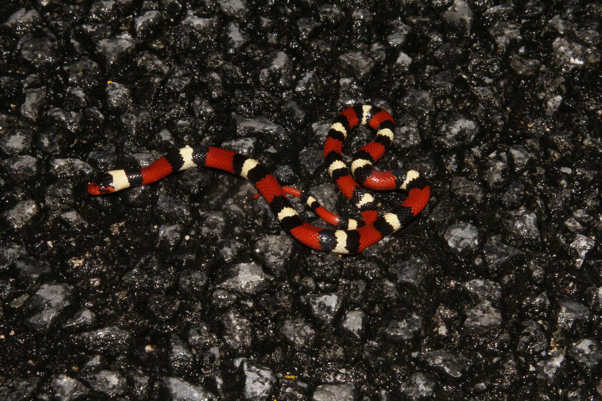 صورة Lampropeltis elapsoides (Holbrook 1838)