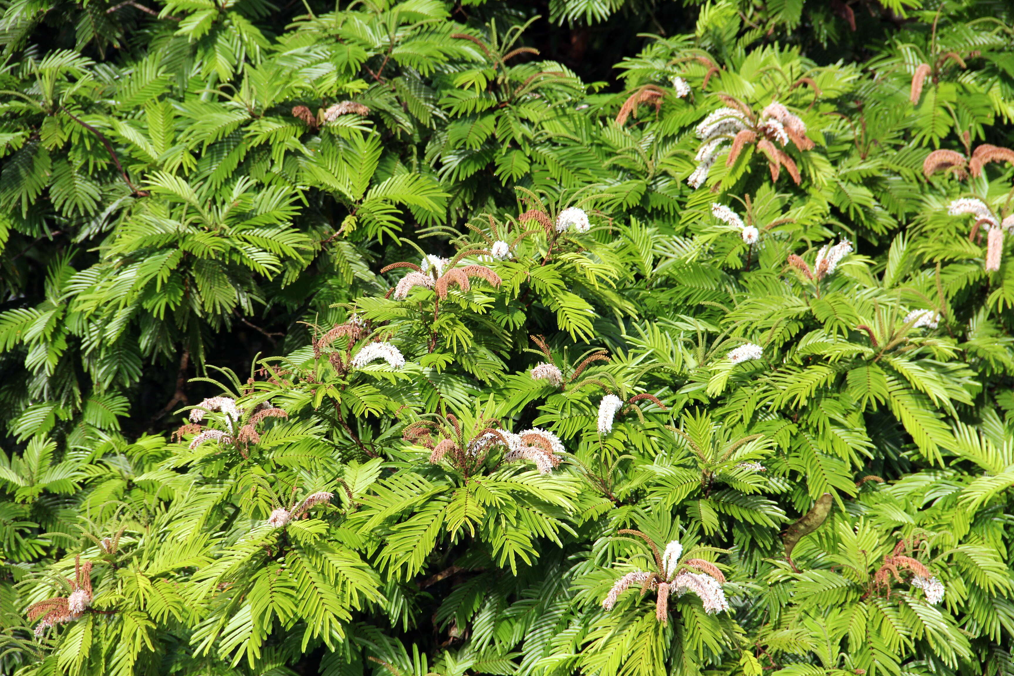 Image of Gavilán Tree