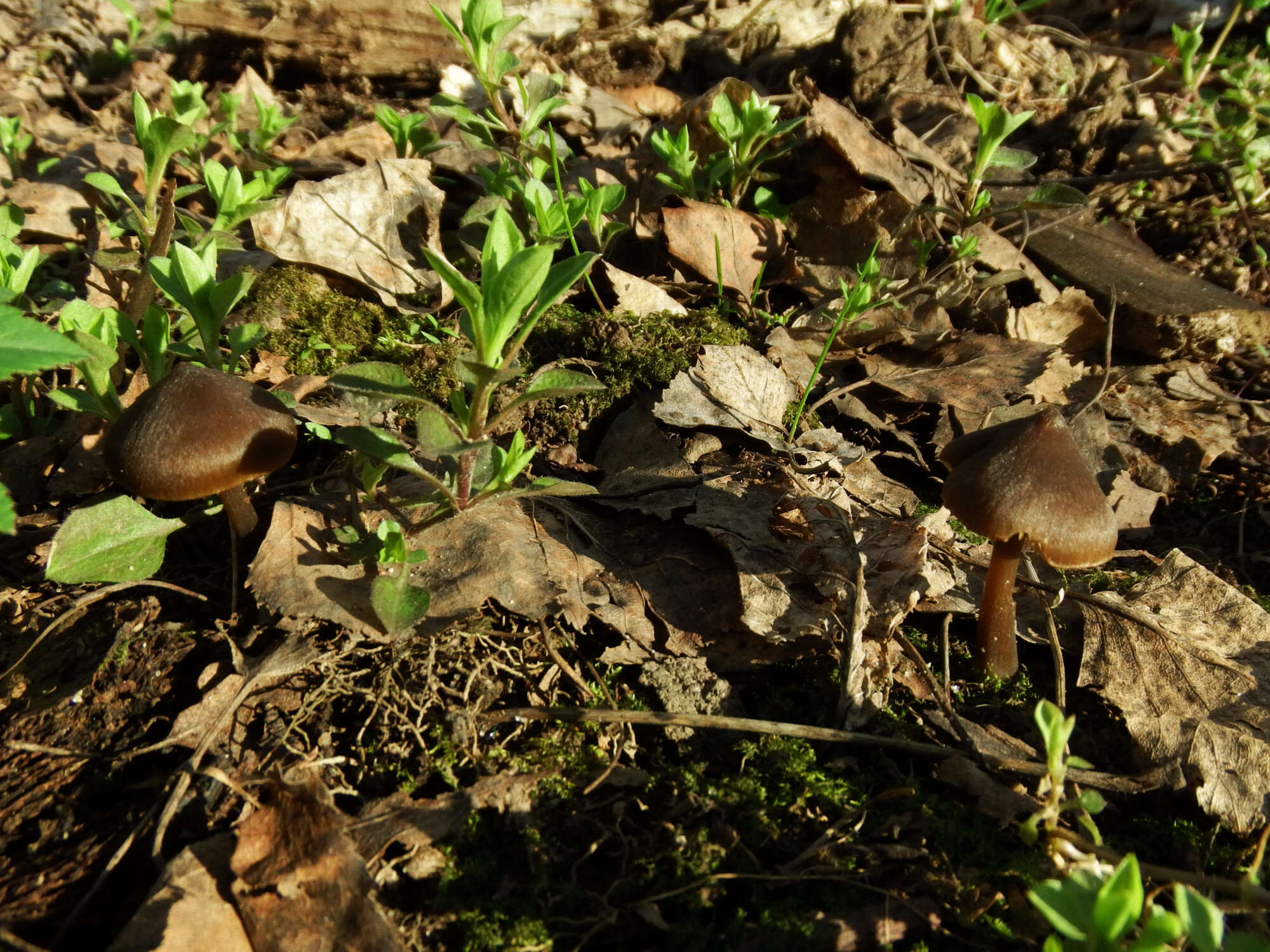 Image of Entoloma vernum S. Lundell 1937