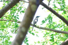 Image of Ashy Minivet