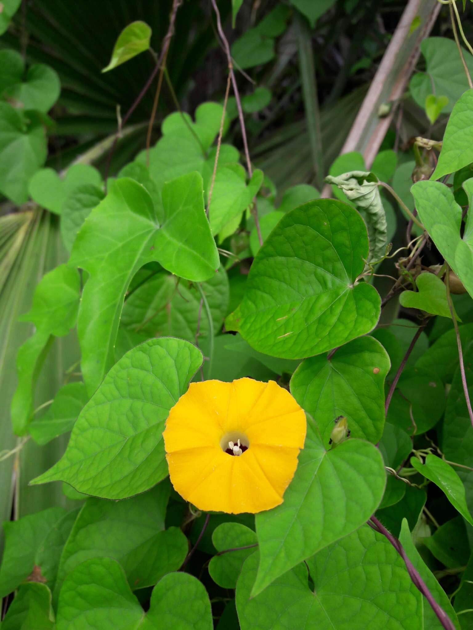 Image of Obscure Morning Glory