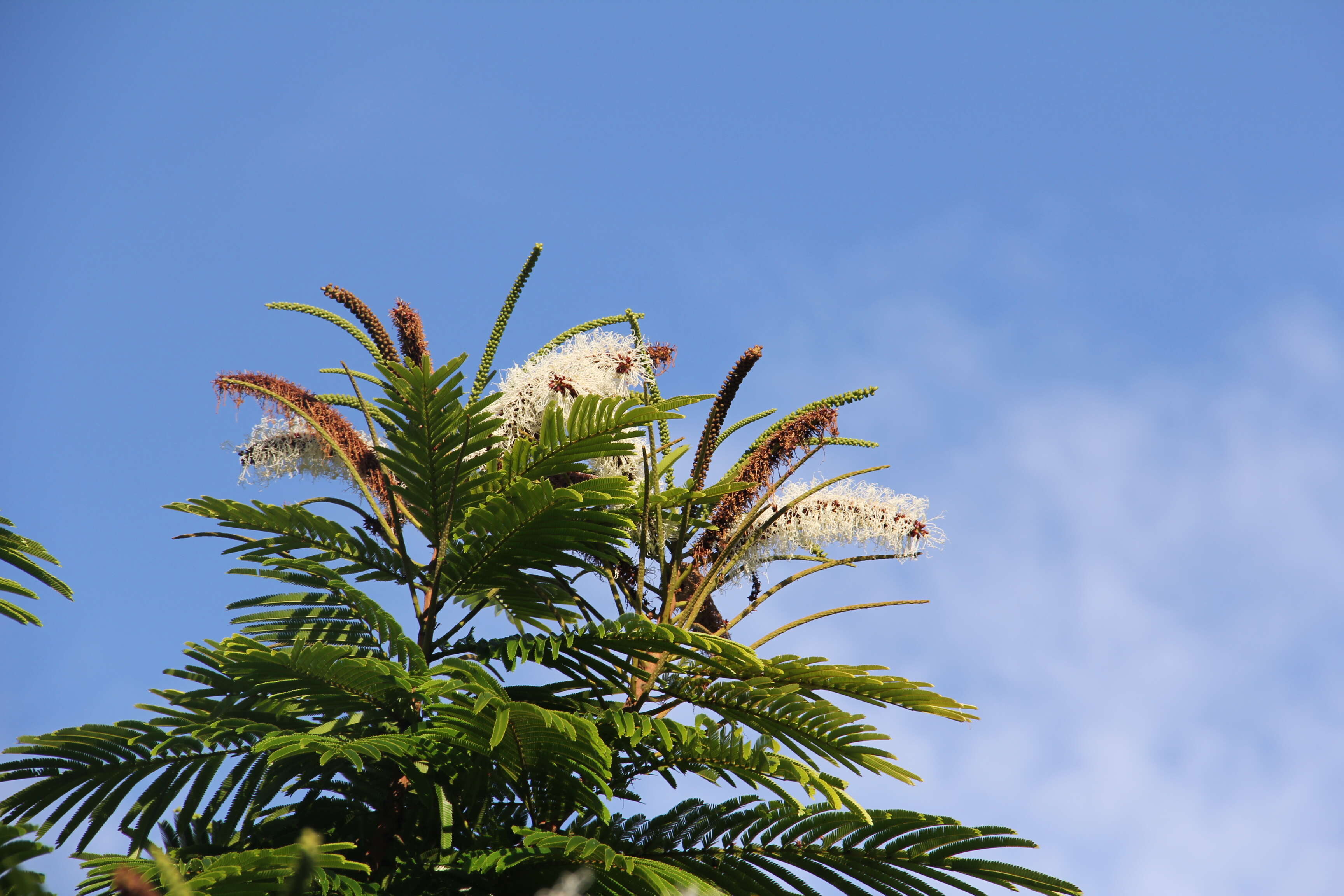 Image of Gavilán Tree