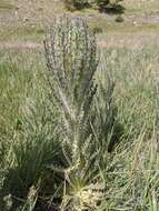 Image of Elk Thistle