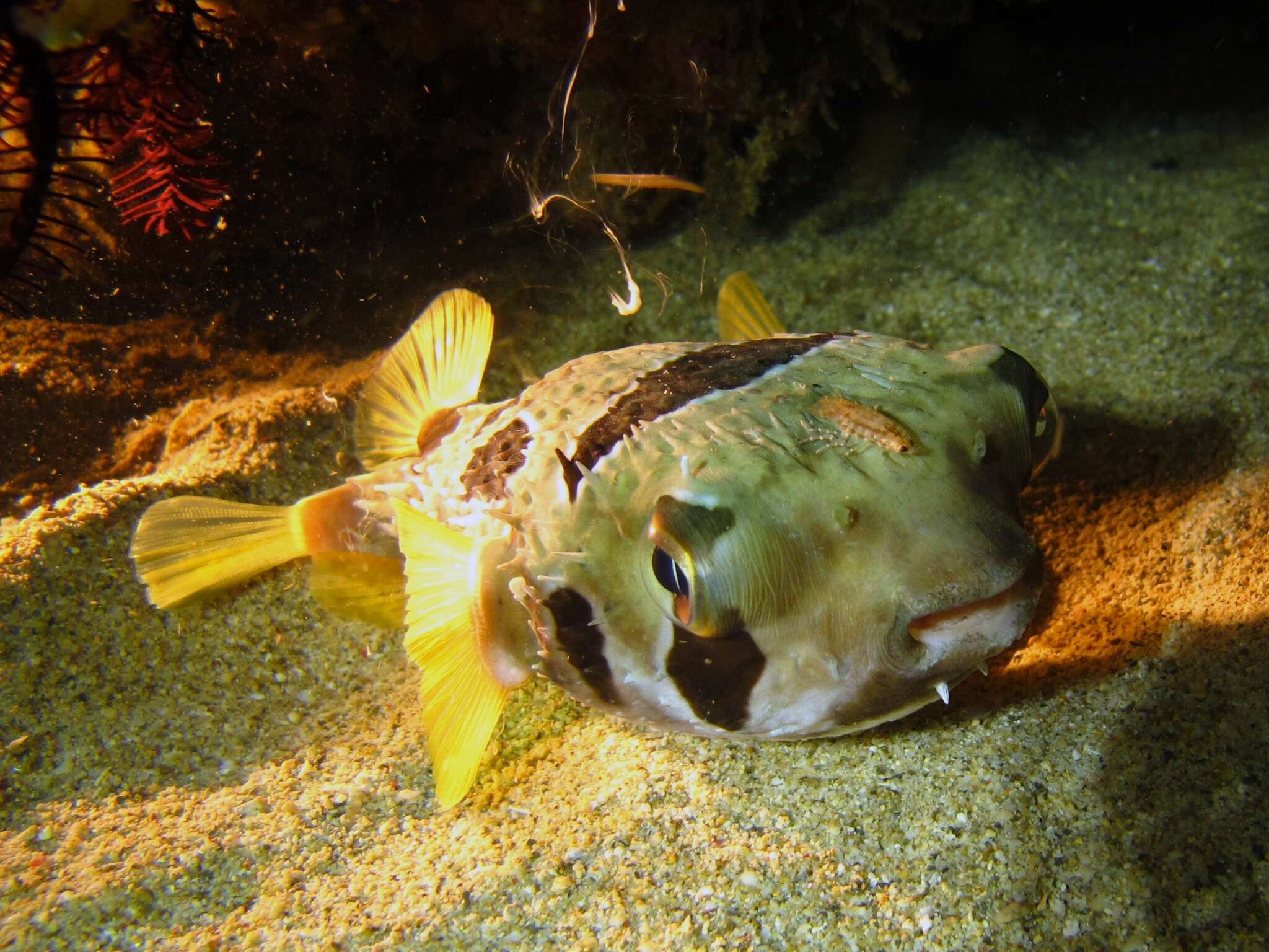 Image of Black-blotched porcupinefish