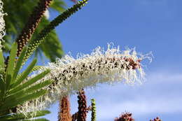 Image of Gavilán Tree