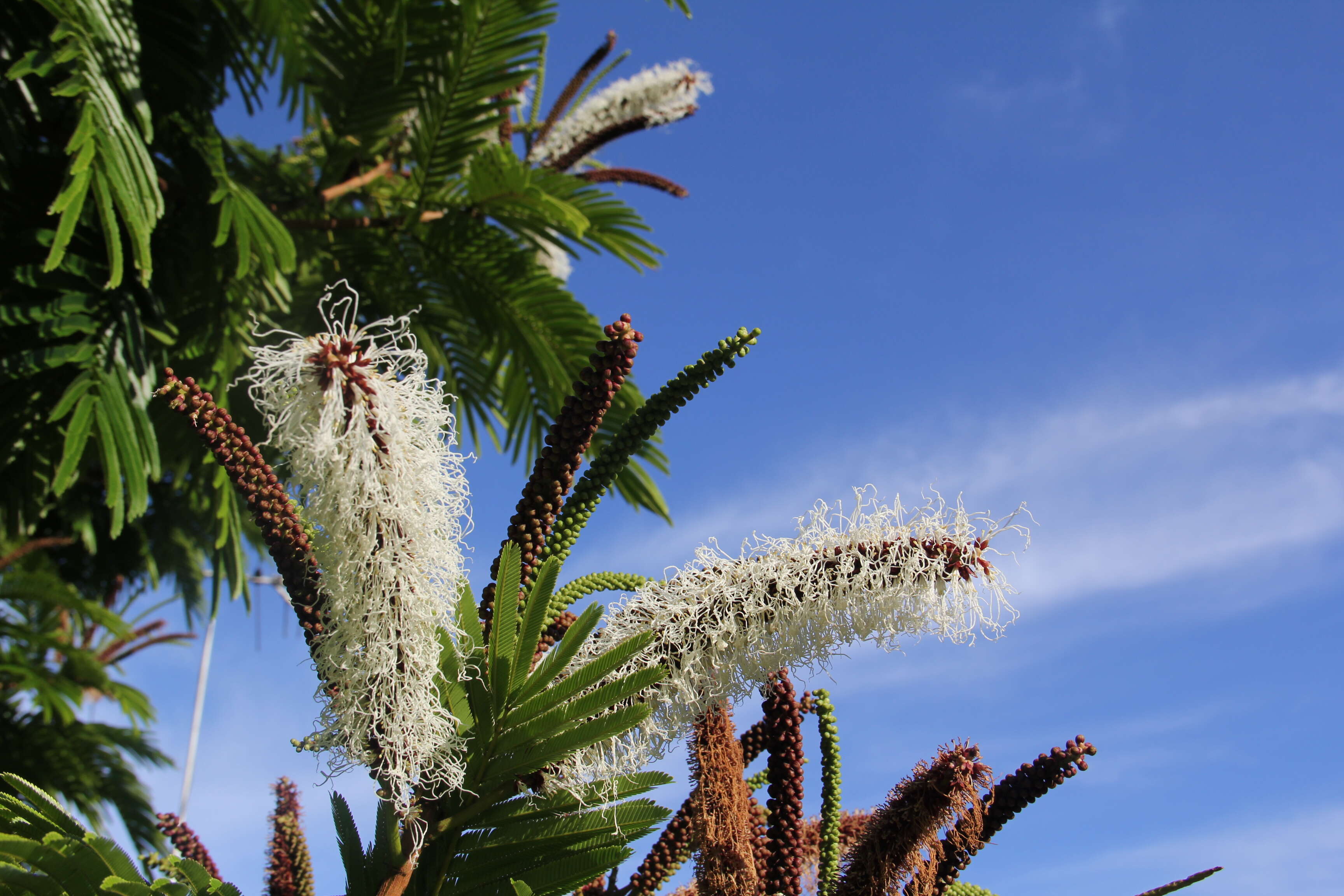 Image of Gavilán Tree