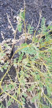 Image of Chinese milkvetch