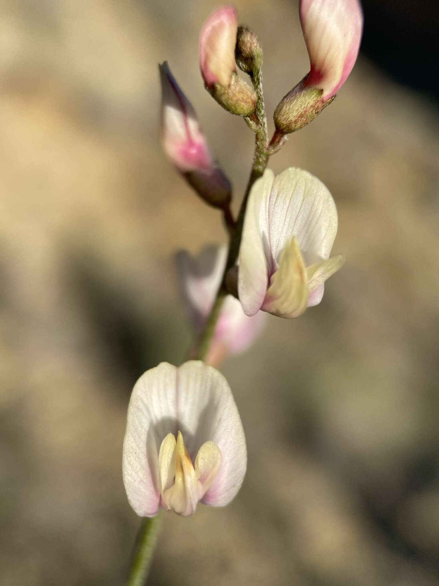 صورة Astragalus cusickii var. sterilis (Barneby) R. C. Barneby