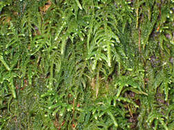 Image of claopodium moss