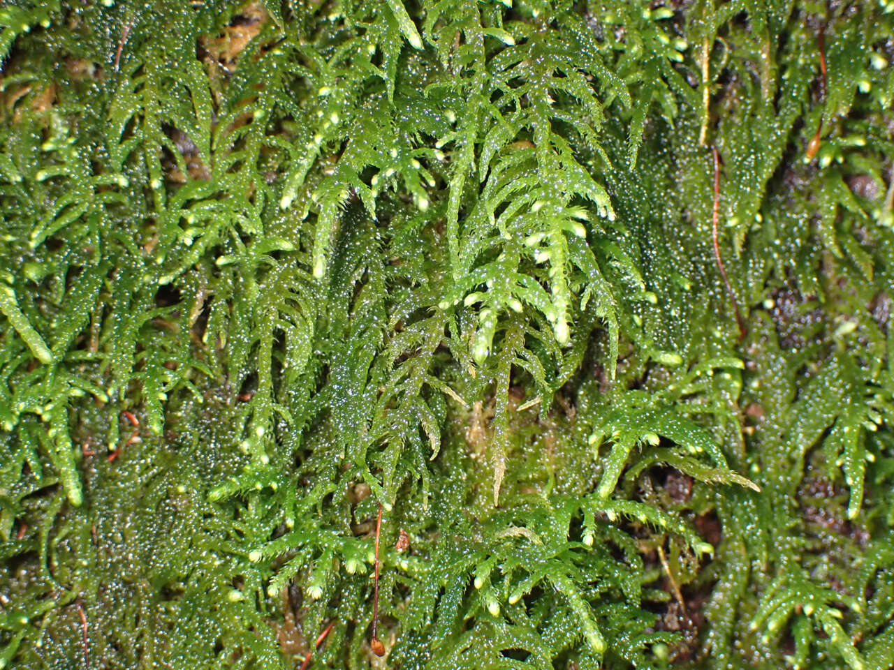 Imagem de Claopodium crispifolium Renauld & Cardot 1893