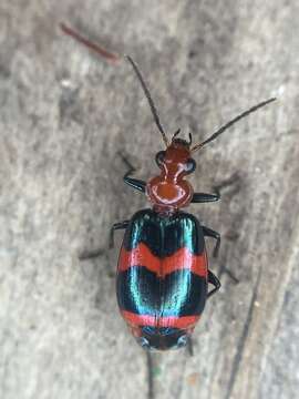 Image of Lebia (Lebia) bitaeniata Chevrolat 1834