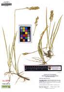 Image of California bog asphodel