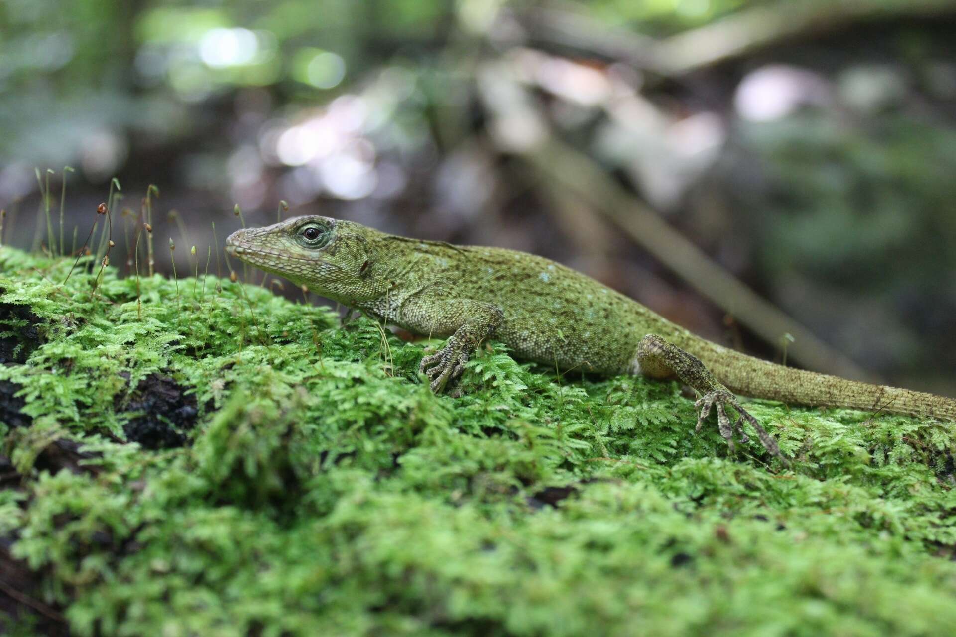 Image of Macrinius' Anole