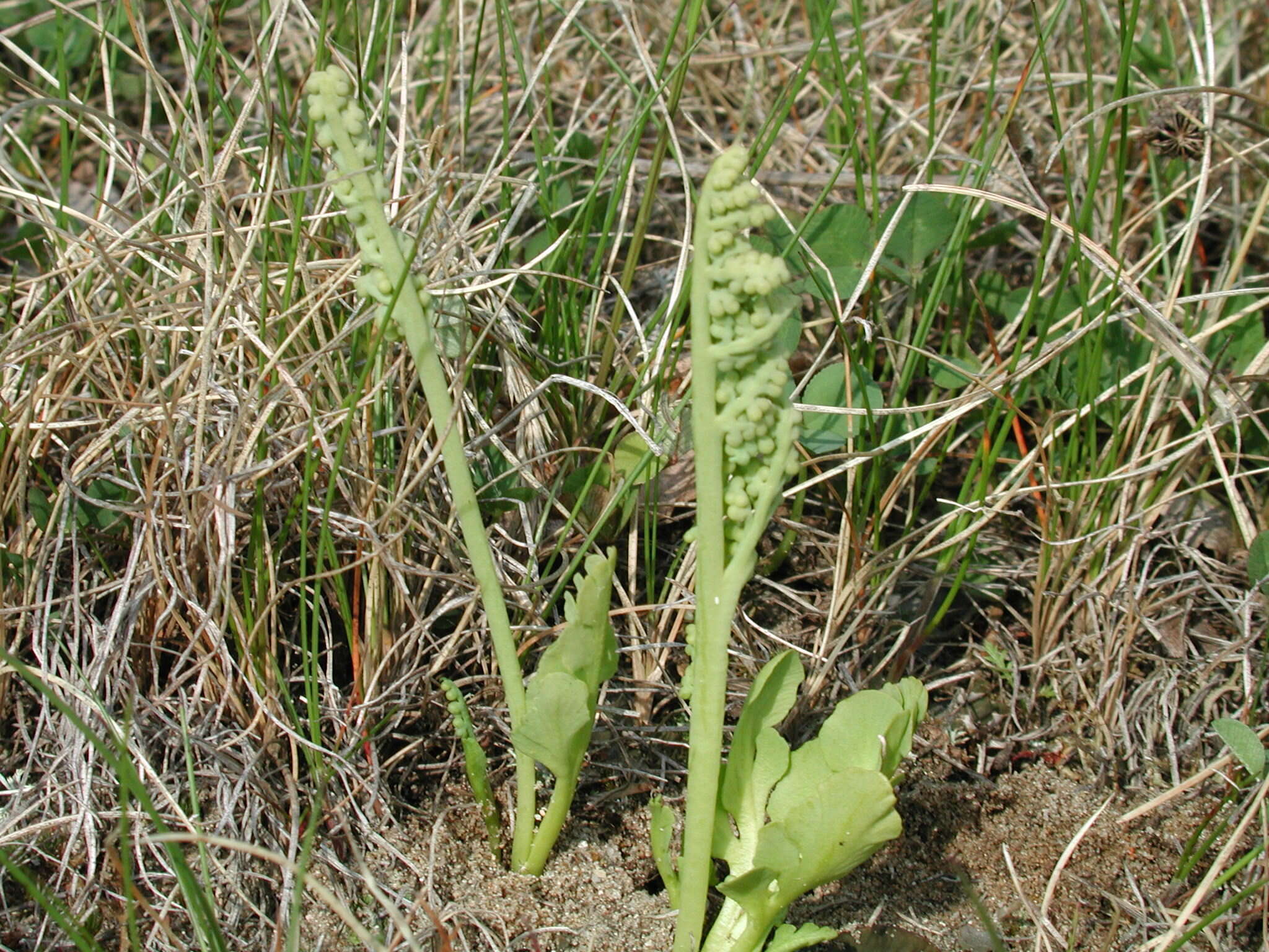 Image of Botrychium simplex subsp. simplex