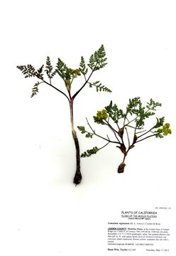 Image of Broad-sheath Desert-parsley