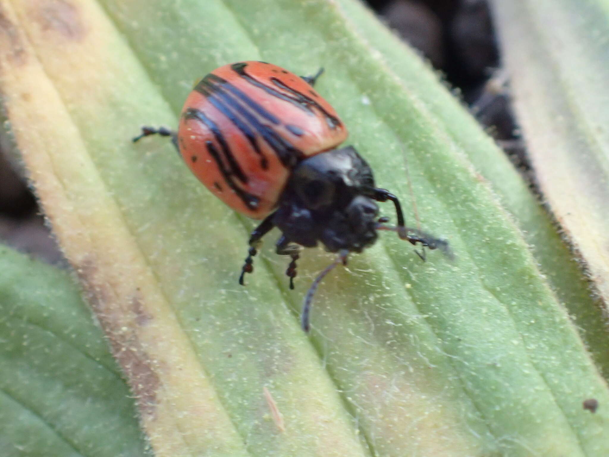 Image of Calligrapha (Calligrapha) sigmoidea (J. L. Le Conte 1859)