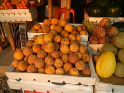 Image of Santol