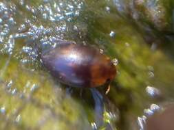 Image de Suphisellus puncticollis (Crotch 1873)