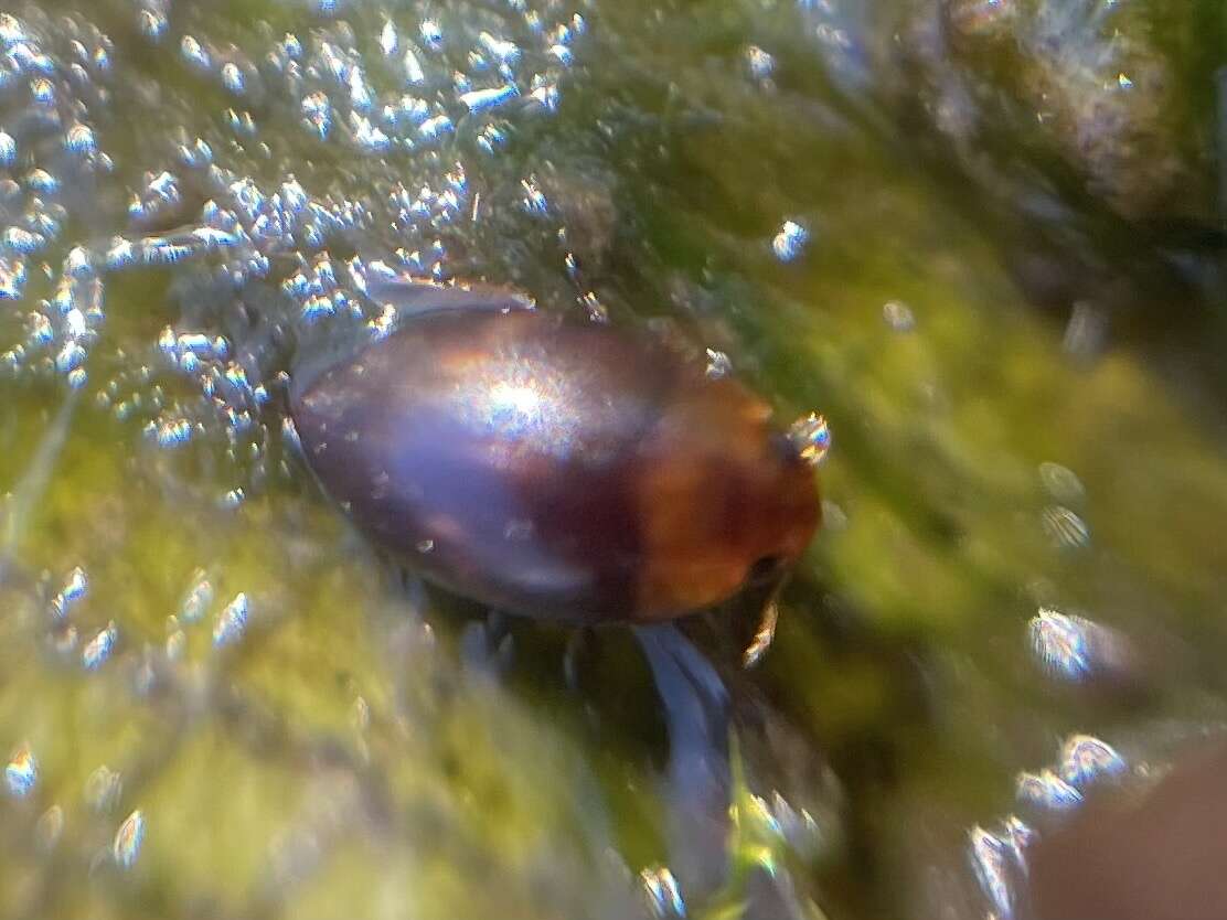Image de Suphisellus puncticollis (Crotch 1873)