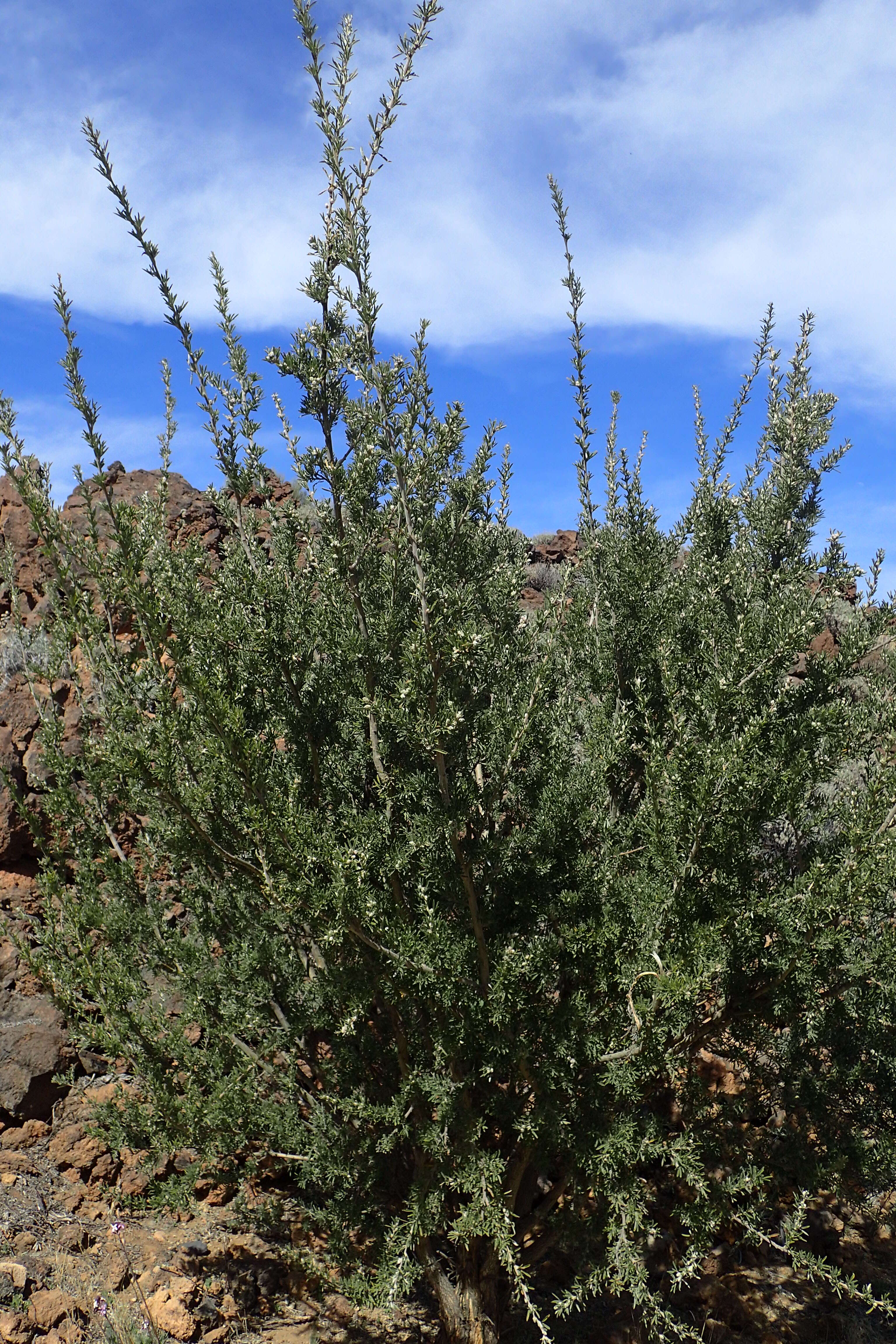 Image de Cytisus proliferus L. fil.