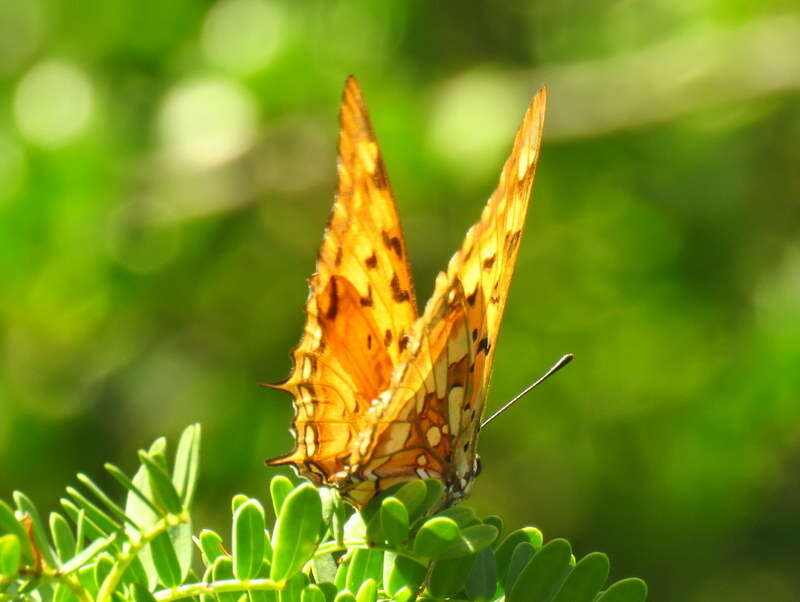 صورة <i>Charaxes <i>jahlusa</i></i> jahlusa