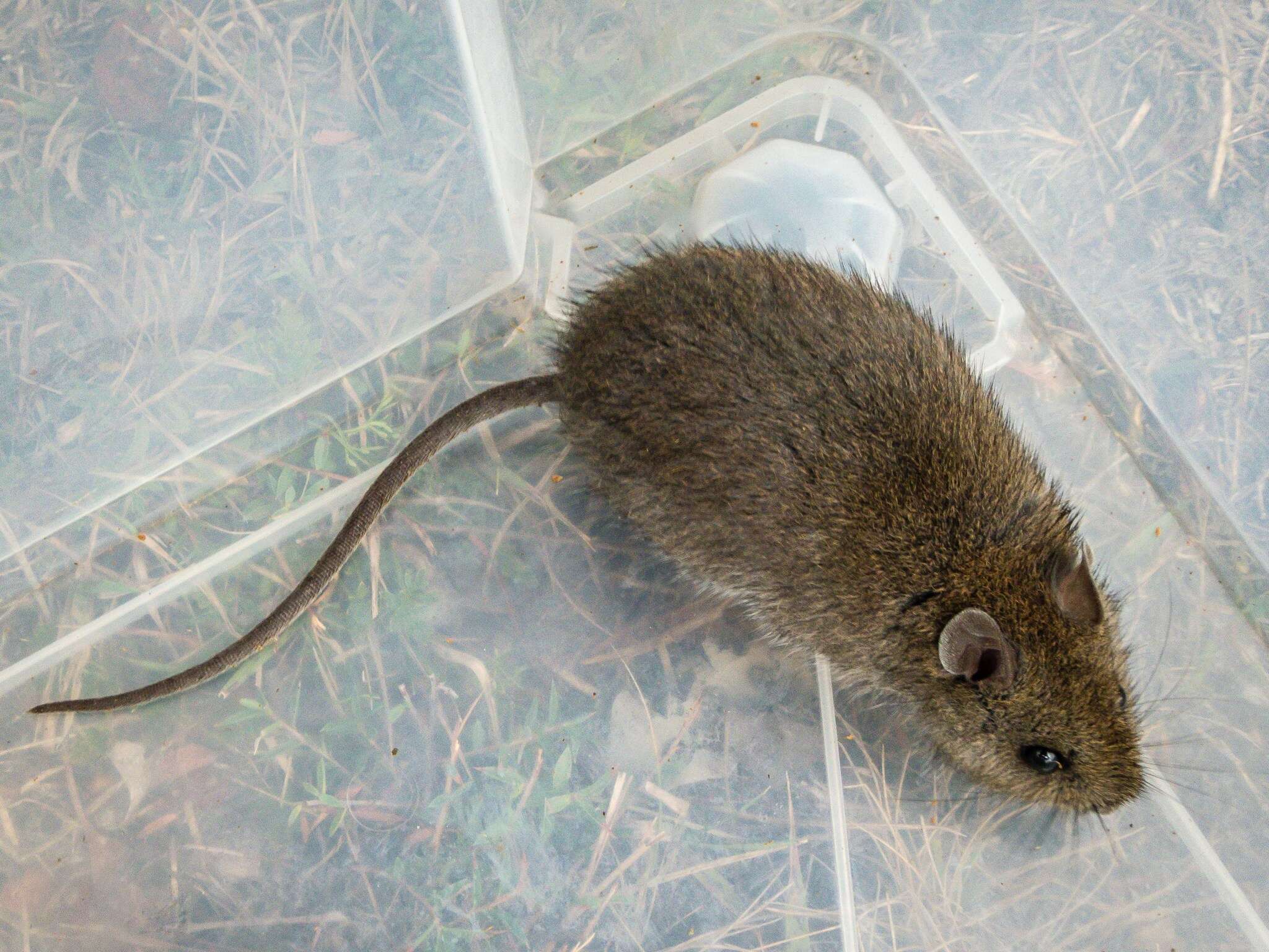 Image of Australian Bush Rat