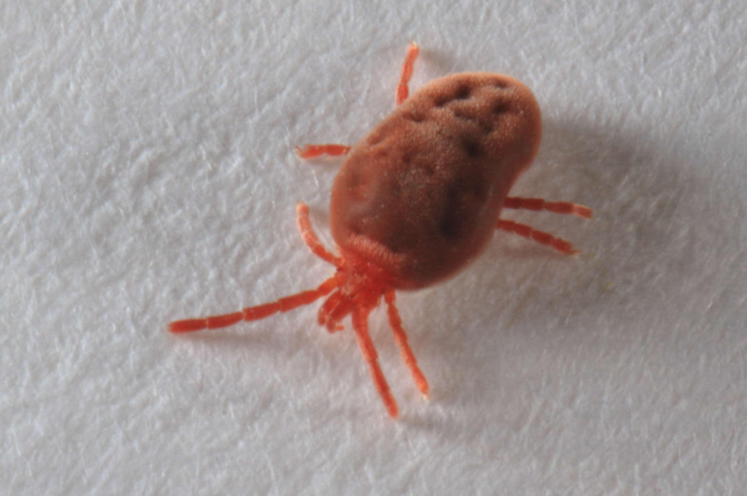 Image of Trombidium holosericeum