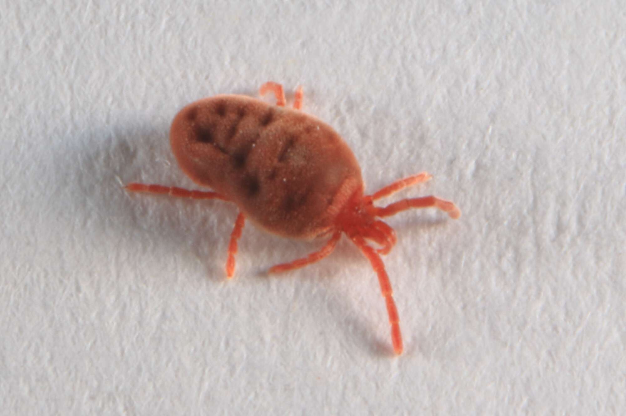 Image of Trombidium holosericeum