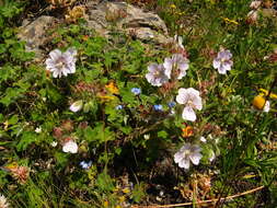 Image of cranesbill