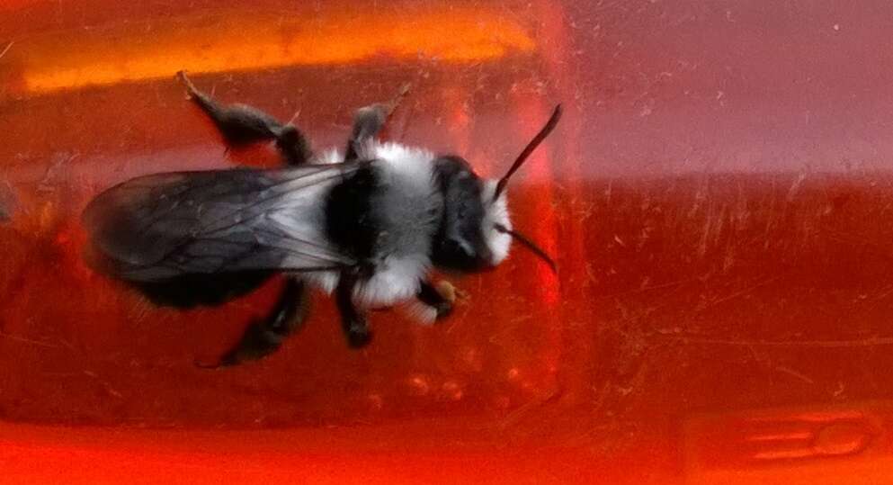 Image of Ashy Mining Bee