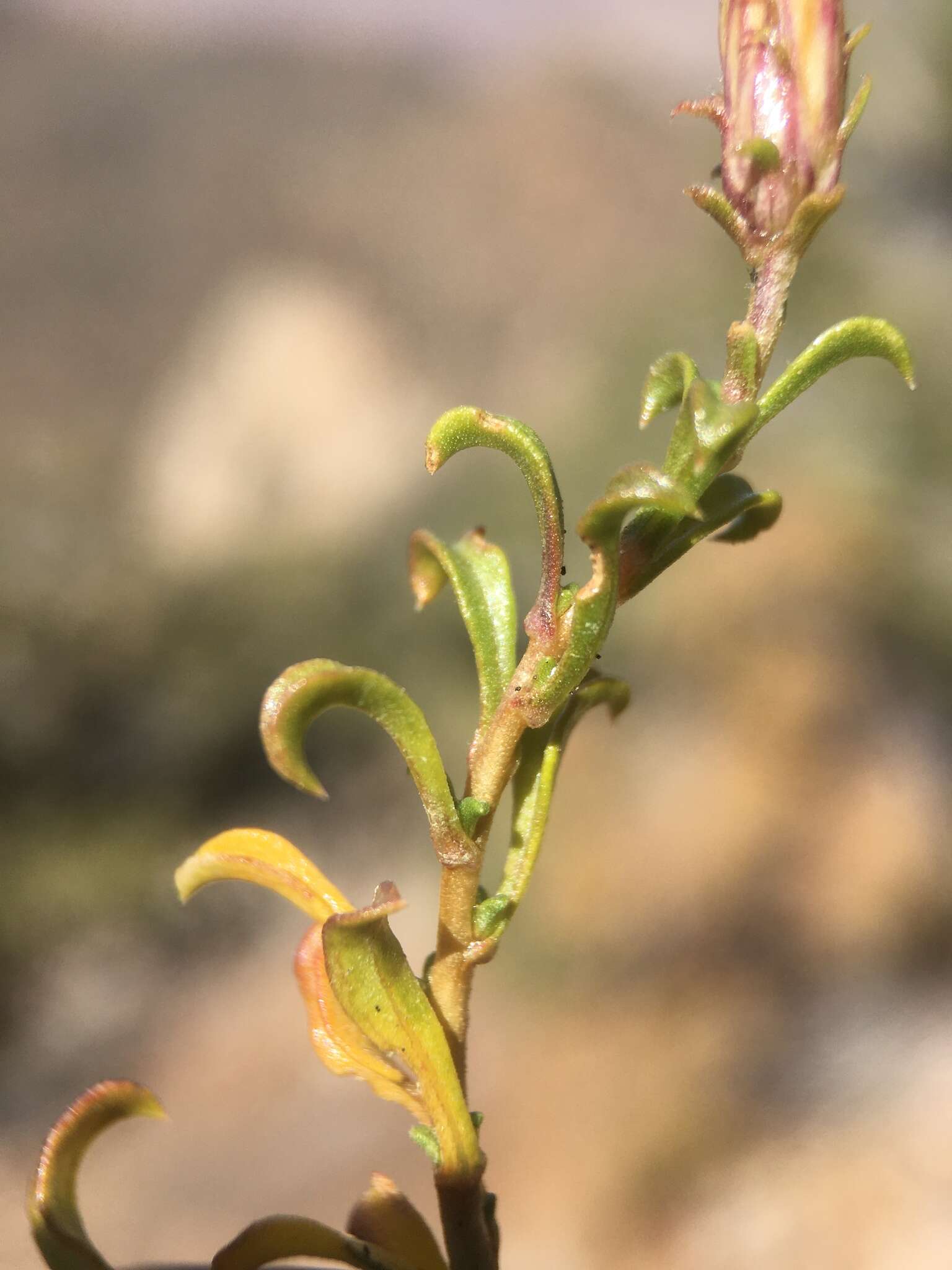 Image of whiteflower goldenbush