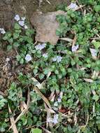 Image of Veronica oligosperma Hayata