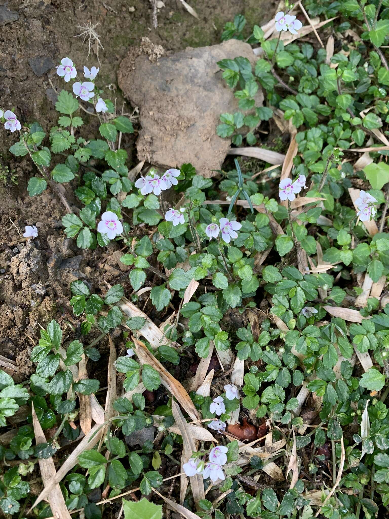 Image of Veronica oligosperma Hayata