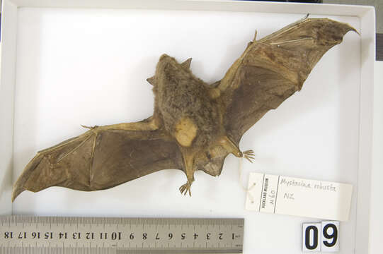 Image of New Zealand Greater Short-tailed Bat