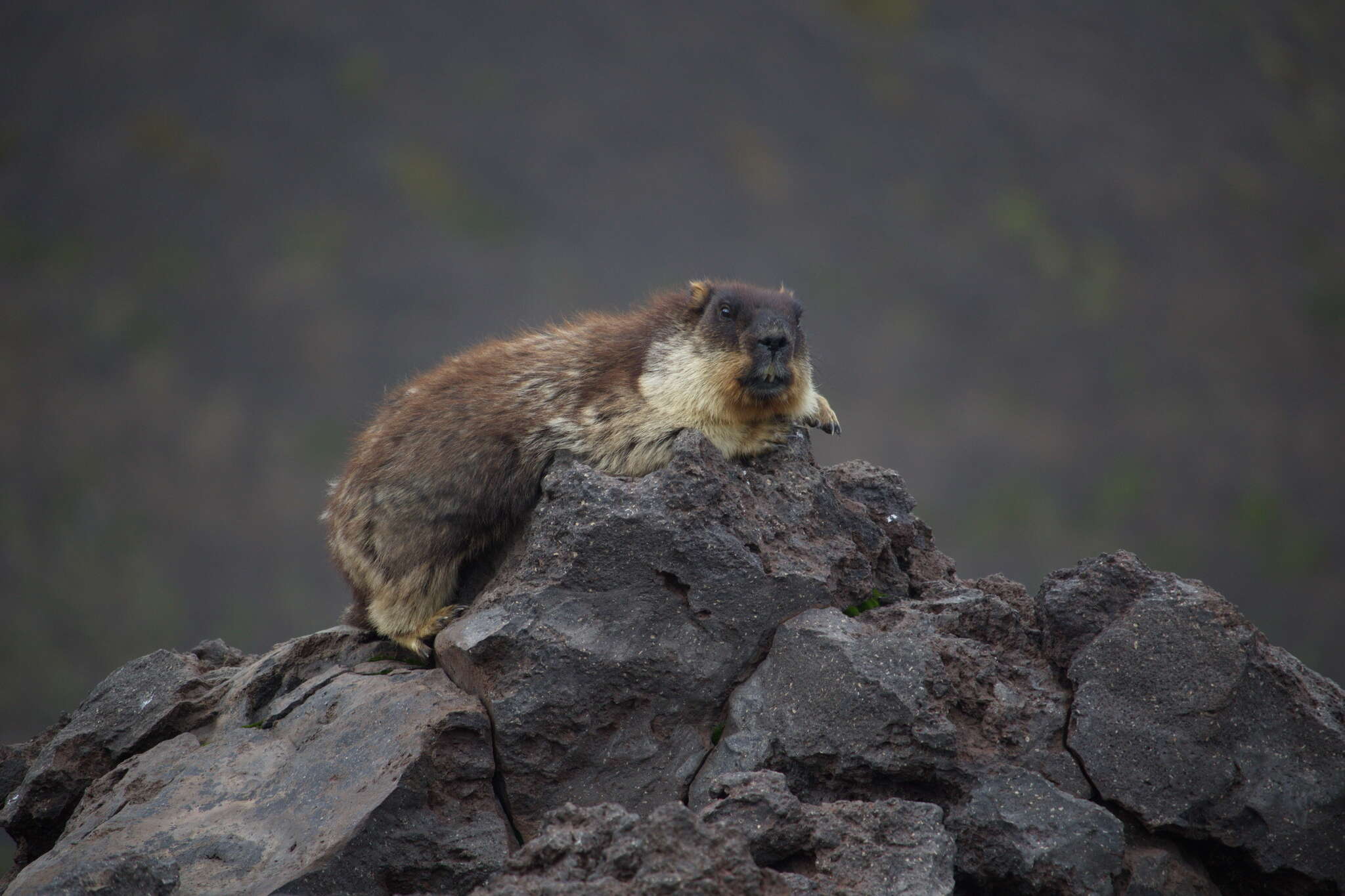 Image of Black-capped Marmot