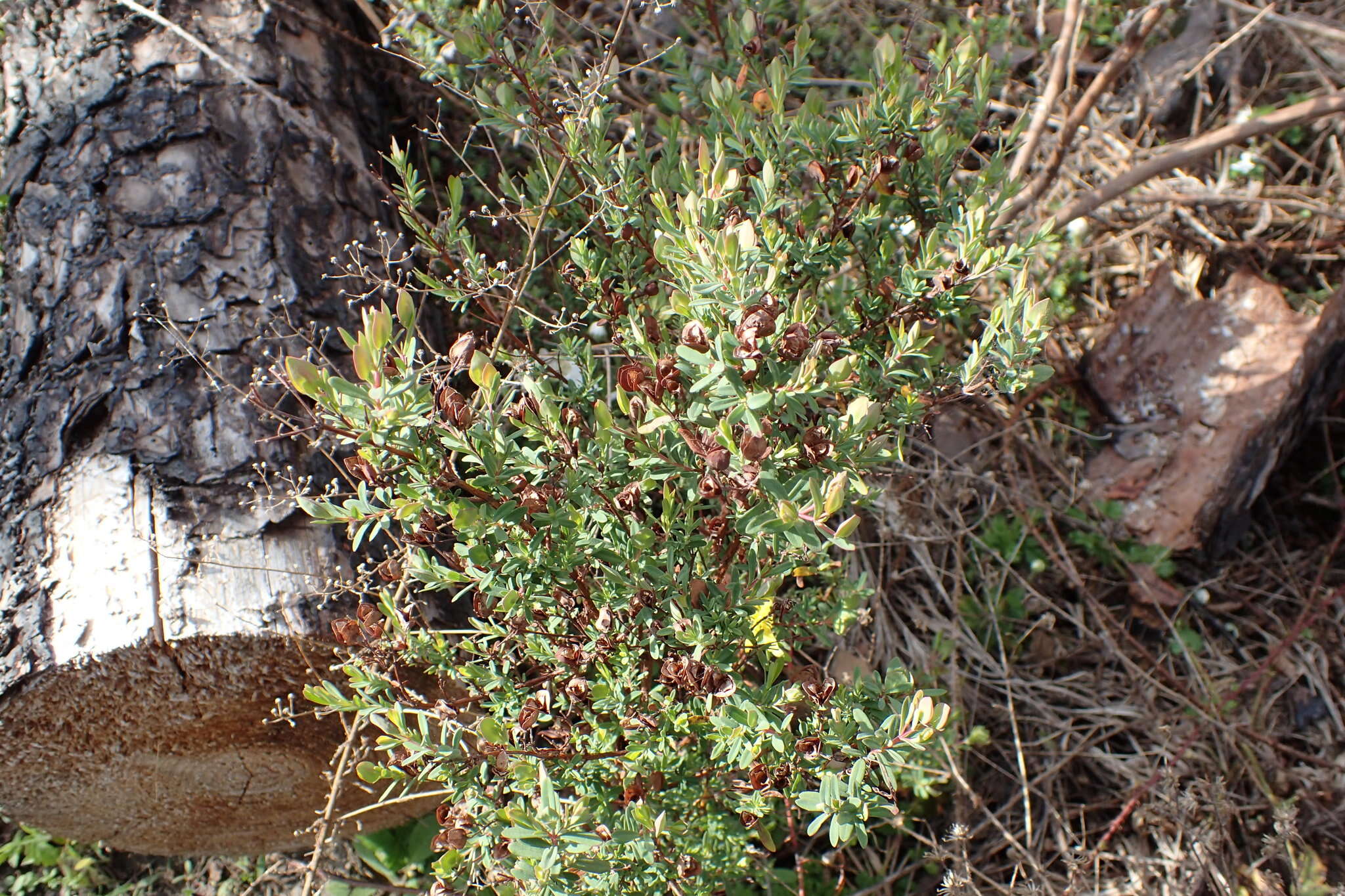 Imagem de Hypericum hypericoides (L.) Crantz