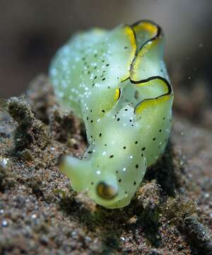 Image of lettuce slug