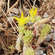 Image of Sedum acre subsp. neglectum (Ten.) Arcang.