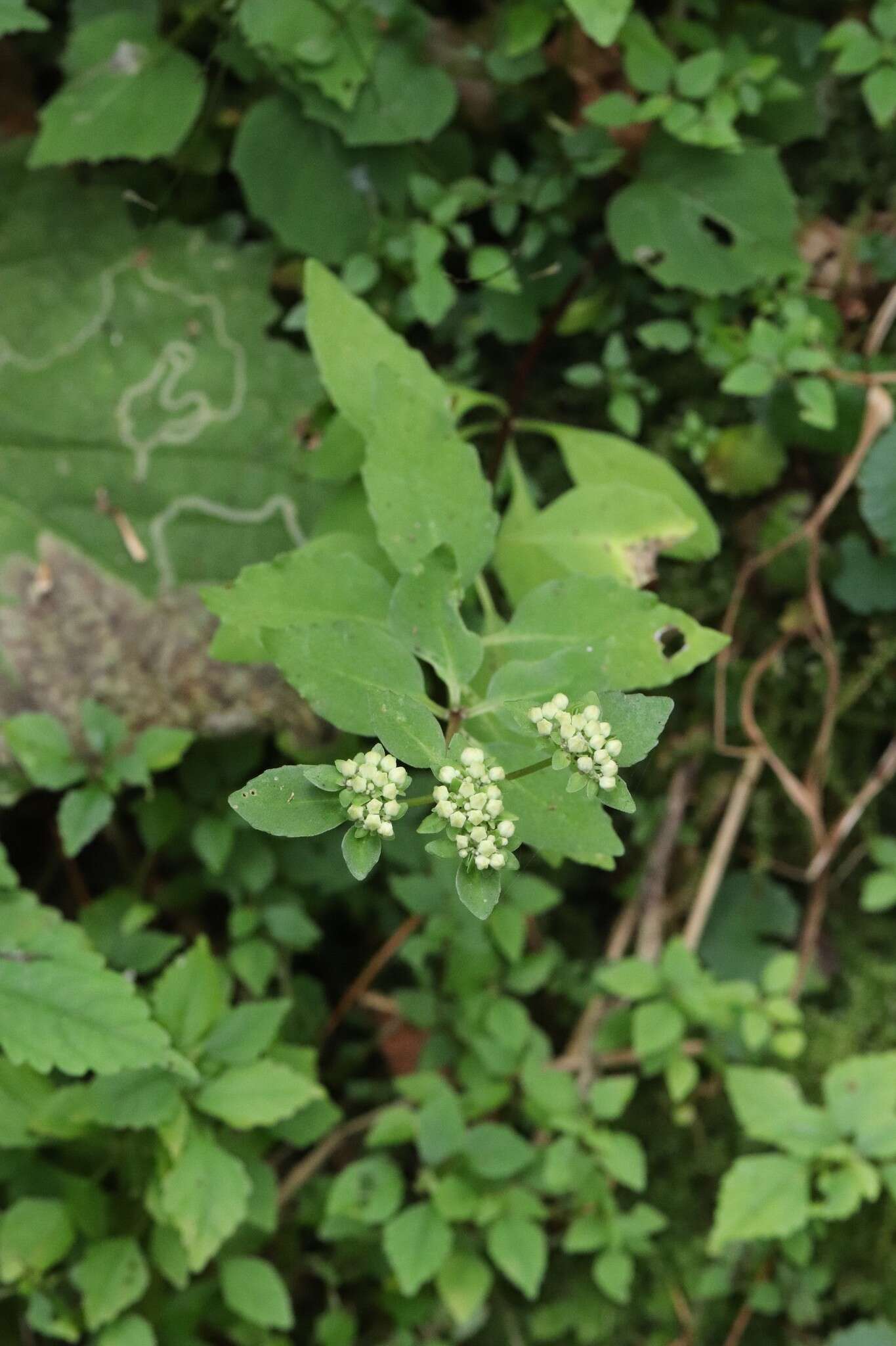 Image of Hylotelephium viviparum (Maxim.) H. Ohba