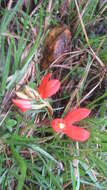 Image de Disa cardinalis H. P. Linder