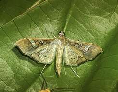 Image of Moth