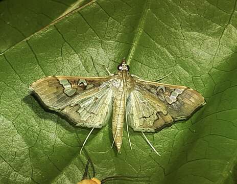 Image of Moth