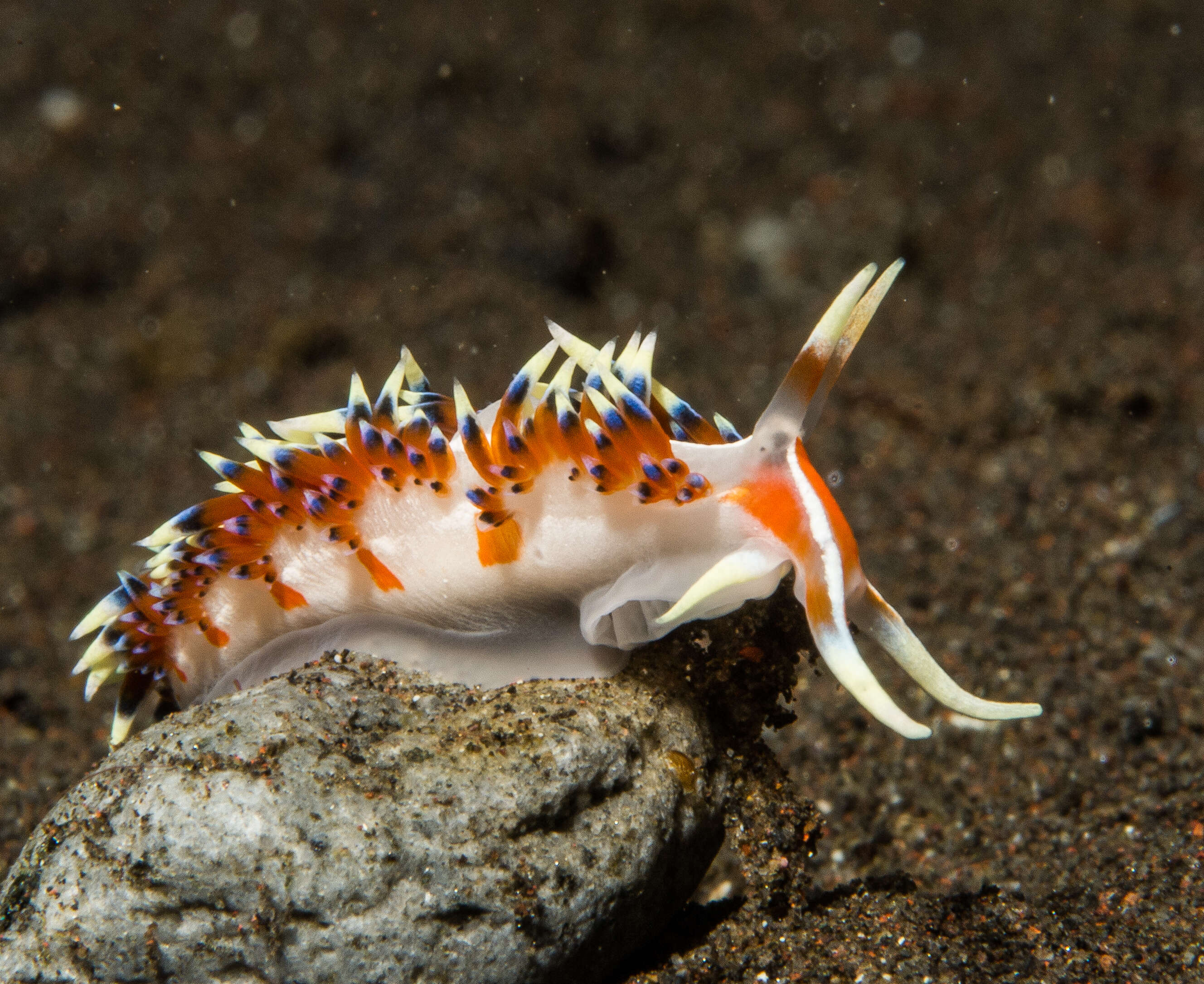 Image of White tipped red and white slug