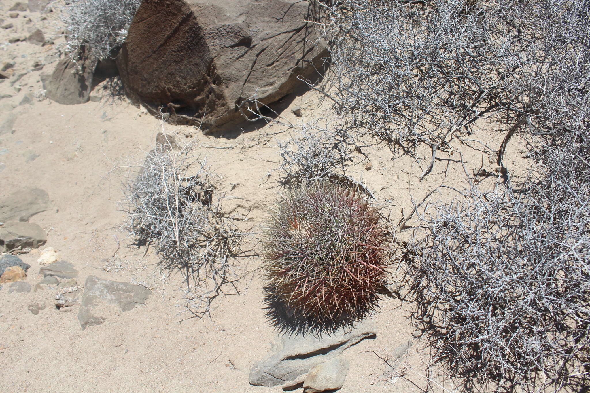 Ferocactus chrysacanthus subsp. grandiflorus (G. E. Linds.) N. P. Taylor resmi