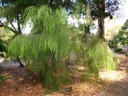 Image of bower wattle