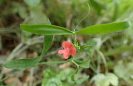 Image of red pea