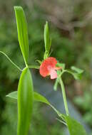 Image of red pea