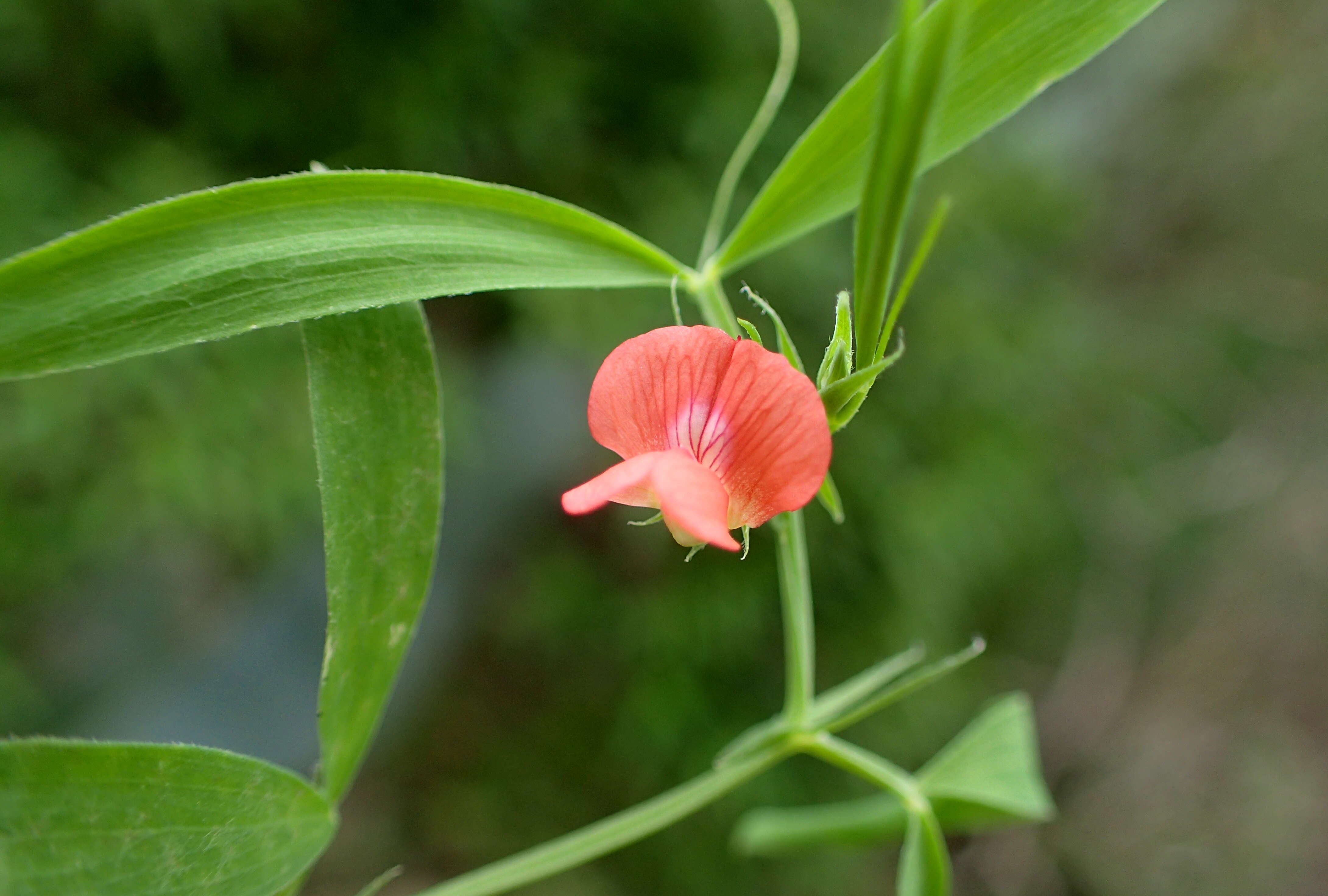 Image of red pea