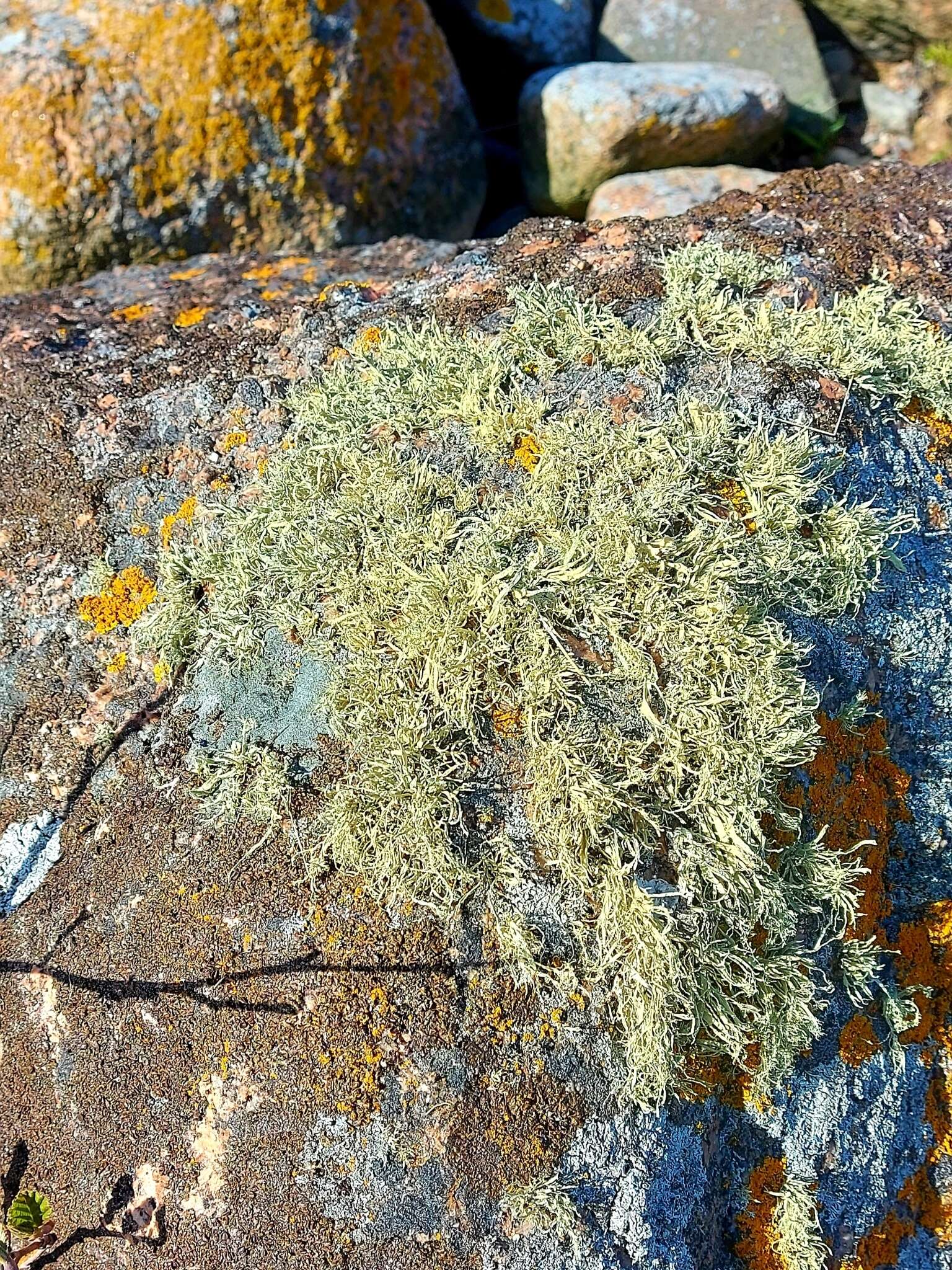 Image of cartilage lichen